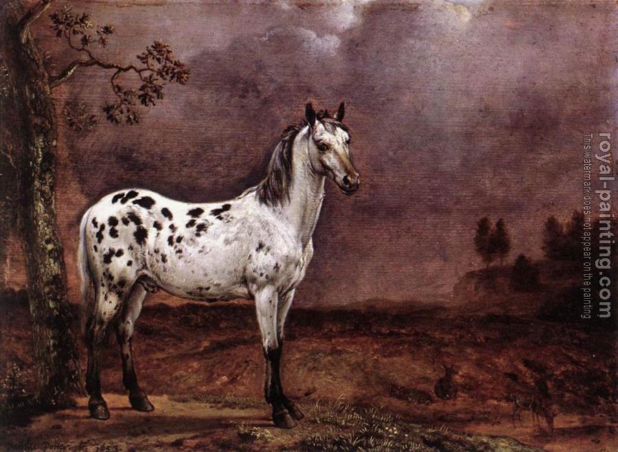 Paulus Potter : The Spotted Horse